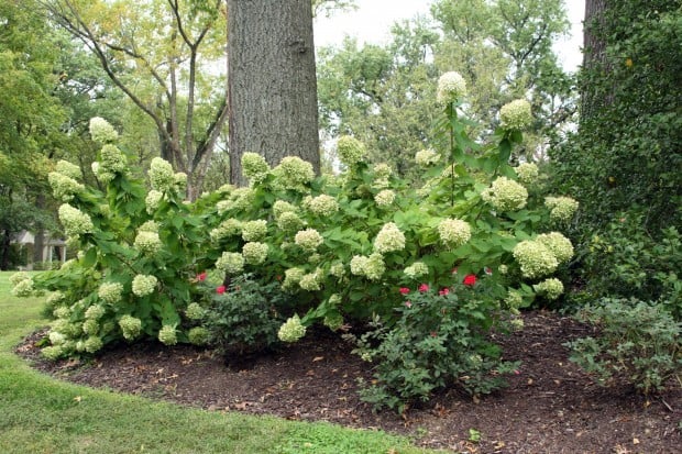 Sherwood's Forest